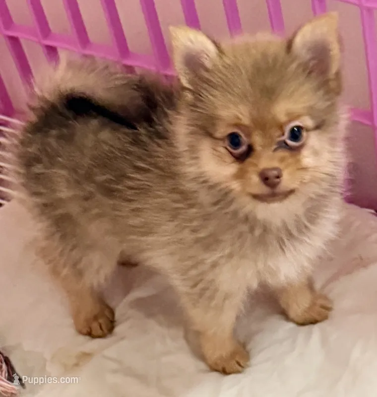 Luna – Pomeranian puppy for sale in Northport, AL