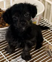 Callie, a female Yorkipoo for sale in Northport, AL – 4 of 4