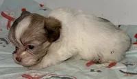 Dixie, a female Mal Shi for sale in Northport, AL – 3 of 3