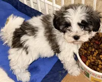 Sasha, a female Maltipom for sale in Northport, AL – 3 of 3