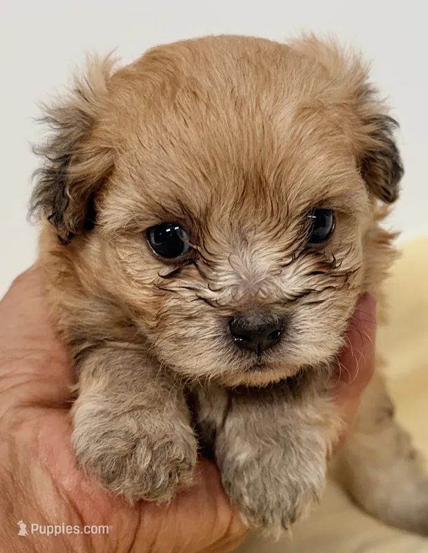 Bama – Pomapoo puppy for sale in Northport, AL