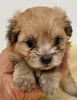 Bama, a male Pomapoo for sale in Northport, AL – 1 of 3