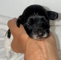 Lexus, a female Maltipoo for sale in Northport, AL – 2 of 2