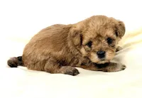 Jacob, a male Maltipoo for sale in Northport, AL – 2 of 3
