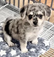 Morgan, a male Maltipom for sale in Northport, AL – 2 of 5