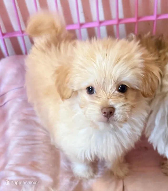 Darci – Mal Shi puppy for sale in Northport, AL