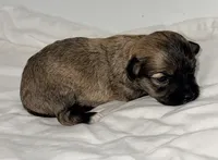 Carmen, a female Maltipoo for sale in Northport, AL – 3 of 4
