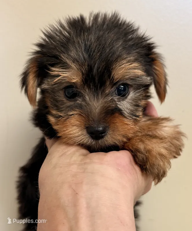 Josie – Yorkshire Terrier puppy for sale in Northport, AL