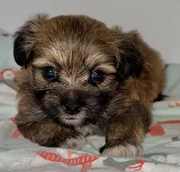 Sophie, a female Mal Shi for sale in Northport, AL – 1 of 3