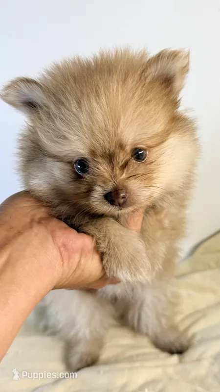 Barron – Pomeranian puppy for sale in Northport, AL