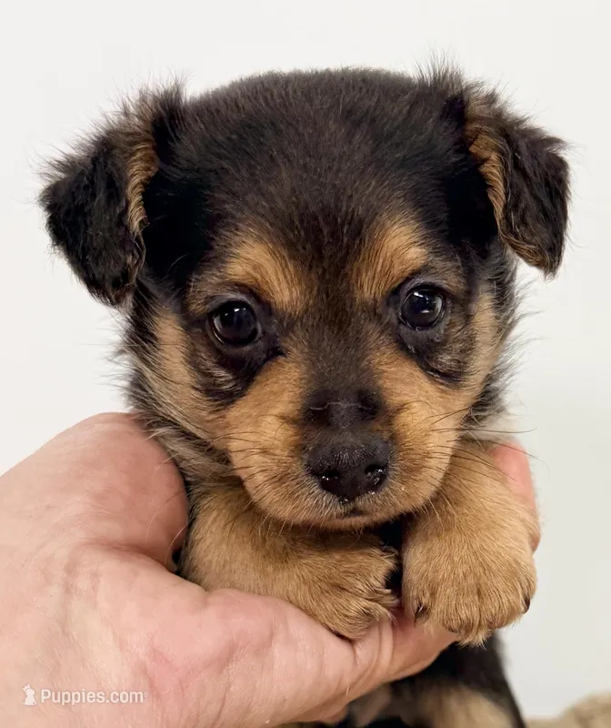 Barron – Yorkipoo puppy for sale in Northport, AL