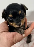 Barron, a male Yorkipoo for sale in Northport, AL – Photo 4 of 4