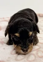 Barron, a male Yorkipoo for sale in Northport, AL – Photo 2 of 4