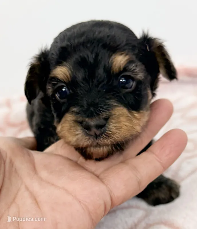 Barron – Yorkipoo puppy for sale in Northport, AL