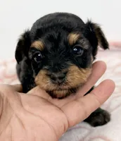 Barron, a male Yorkipoo for sale in Northport, AL – Photo 1 of 4