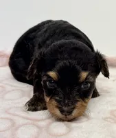 Barron, a male Yorkipoo for sale in Northport, AL – Photo 3 of 4