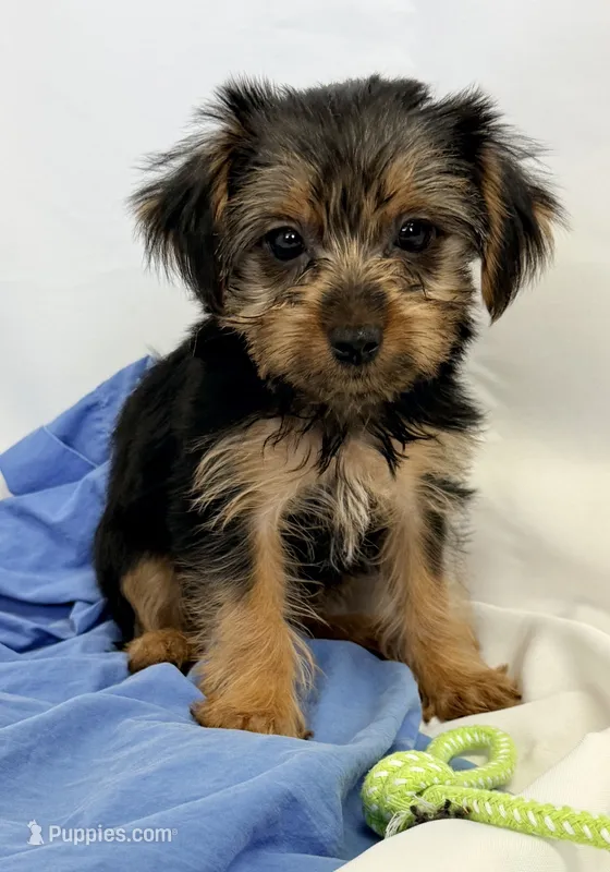 Sophie – Yorkshire Terrier puppy for sale in Northport, AL