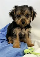 Sophie, a female Yorkshire Terrier for sale in Northport, AL – 1 of 4