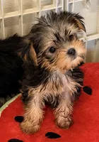 Sasha tcup, a female Yorkshire Terrier for sale in Northport, AL – 4 of 5
