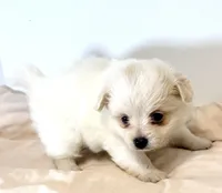 Dolly, a female Maltipom for sale in Northport, AL – 2 of 3