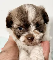 Benny, a male Mal Shi for sale in Northport, AL – 2 of 3