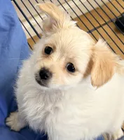 Ella, a female Maltese and Pomeranian for sale in Northport, AL – 2 of 5