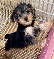 Rex, a male Yorkshire Terrier for sale in Northport, AL – 4 of 4
