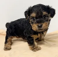 Baker, a male Yorkipoo for sale in Northport, AL – 2 of 3