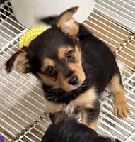 Hank, a male Pomeranian and Yorkshire Terrier for sale in Northport, AL – 3 of 5