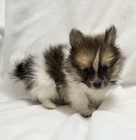 Marlon, a male Pomeranian and Yorkshire Terrier for sale in Northport, AL – 3 of 3