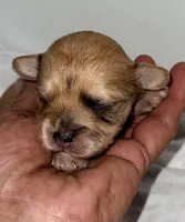 Marley, a female Yorkipoo for sale in Northport, AL – 2 of 2