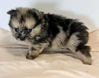 Patches, a male Pomeranian for sale in Northport, AL – 3 of 3