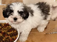 Sasha, a female Maltipom for sale in Northport, AL – 2 of 3