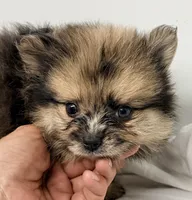 Dakota, a male Pomeranian for sale in Northport, AL – 5 of 6