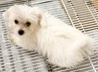 Leo, a male Mal Shi for sale in Northport, AL – 2 of 3