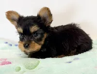 Milo, a male Yorkshire Terrier for sale in Northport, AL – 3 of 3
