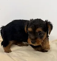 Rosie, a female Morkie for sale in Northport, AL – 2 of 2