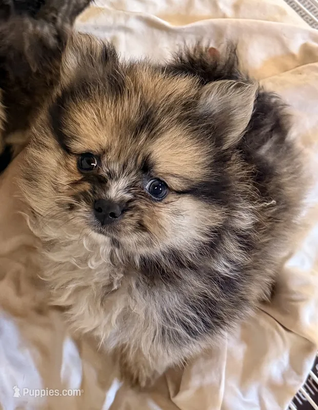 Dakota – Pomeranian puppy for sale in Northport, AL