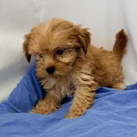 Maggie, a female Morkie for sale in Northport, AL – 3 of 5