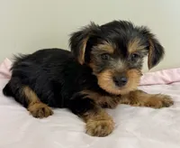 Parker, a male Yorkshire Terrier for sale in Northport, AL – 2 of 3