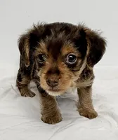 Trevor, a male Yorkipoo for sale in Northport, AL – 2 of 2