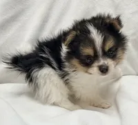 Sam, a male Pomeranian and Yorkshire Terrier for sale in Northport, AL – 2 of 2