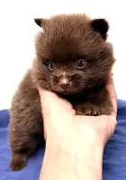 Logan, a male Pomeranian for sale in Northport, AL – 3 of 4