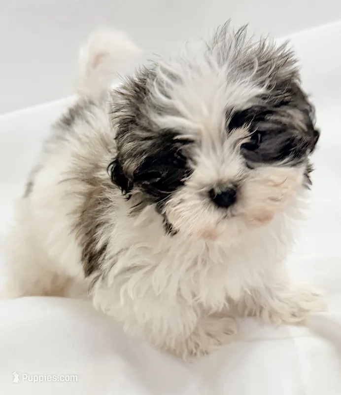Sasha – Maltipom puppy for sale in Northport, AL