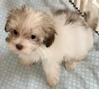 Dixie, a female Maltese and Shih Tzu for sale in Northport, AL – 2 of 6