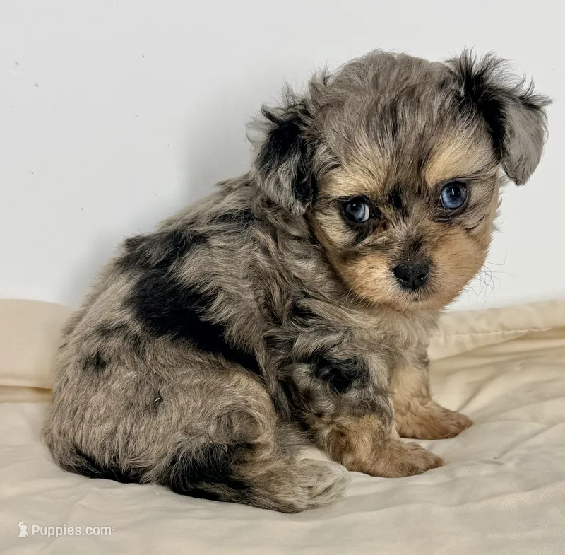 Parker – Shiranian puppy for sale in Northport, AL