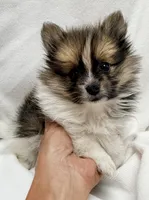 Marlon, a male Pomeranian and Yorkshire Terrier for sale in Northport, AL – 1 of 3