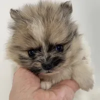 Pixie, a female Pomeranian for sale in Northport, AL – Photo 2 of 4