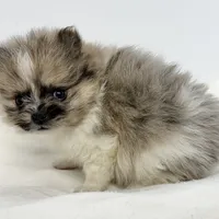 Pixie, a female Pomeranian for sale in Northport, AL – Photo 4 of 4