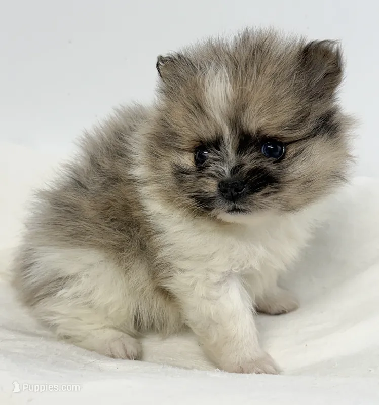 Pixie – Pomeranian puppy on hold in Northport, AL